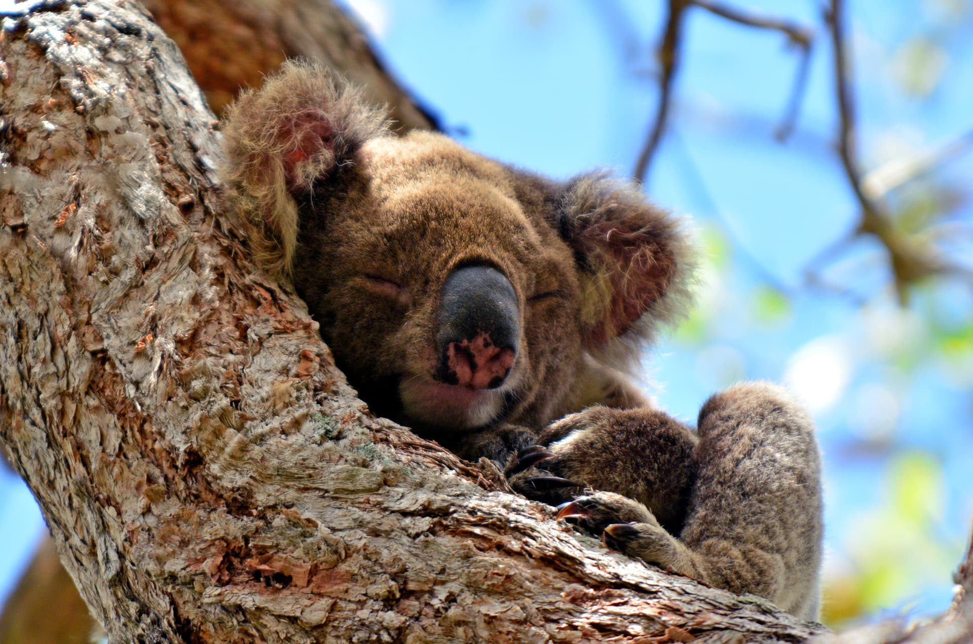 Gold Coast Full-Day Tour From Brisbane - image 13
