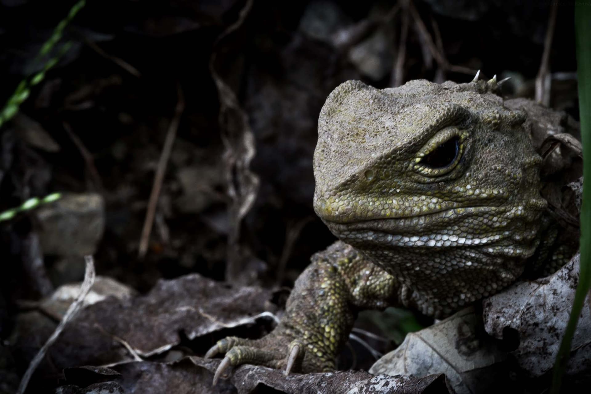 Zealandia Night Tour - image 7
